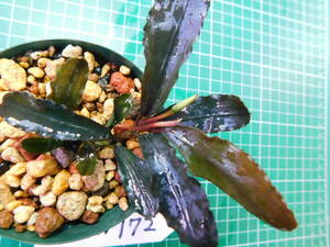 ◎1581TN172　（自家栽培）水草　　ブセファランドラ　Bucephalandra sp. Chocolata チョコラータ