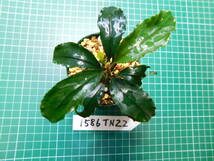 ◎1586TN22　（自家栽培）水草　　ブセファランドラ　Bucephalandra sp. Hades_画像2