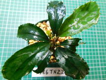 ◎1586TN22　（自家栽培）水草　　ブセファランドラ　Bucephalandra sp. Hades_画像3