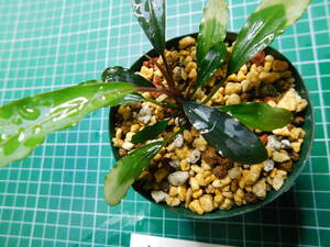 ◎1587TN67　（自家栽培）水草　　ブセファランドラ　Bucephalandra sp. Purple Theia Kn便