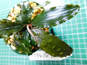 ◎1594TN130　（自家栽培）水草　　ブセファランドラ　Bucephalandra sp. シルバーパウダー　Kn便