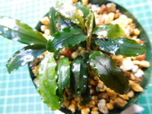 ◎1595TN150　（自家栽培）水草　　ブセファランドラ　Bucephalandra sp. Copper Leaf Sokan　KN便_画像4