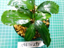 ◎1596TN293　（自家栽培）水草　　ブセファランドラ　Bucephalandra sp. Sekadau Series スカダウセリエス_画像3