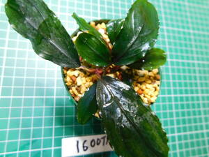◎1600TN326　（自家栽培）水草　　ブセファランドラ　Bucephalandra sp. レッドエンペラー
