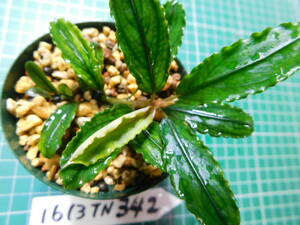 ◎1613TN342（自家栽培）水草　　ブセファランドラ　Bucephalandra sp. Brownie Phantom Kn便②