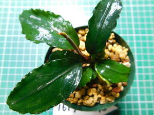 ◎1619TN293 （自家栽培）水草　　ブセファランドラ　Bucephalandra sp. Sekadau Series スカダウセリエス
