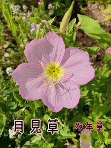 月見草 花の種 100粒