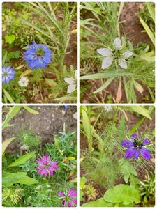 花の種 ニゲラ 100粒