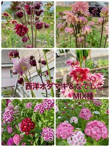 西洋オダマキ 美女ナデシコ 花の種