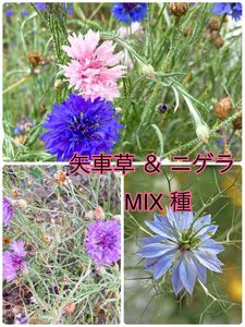 矢車草 ニゲラ 花の種 ミックス