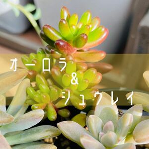 多肉植物　寄せ植えに使えますオーロラ&シュウレイ　抜き苗を各種3本(器は無し、ネコポス発送予定)