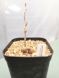 オペルクリカリア　パキプス　コーデックス　塊根植物　実生