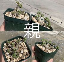 Tylecodon aridimontanus チレコドン アリディモンタナス 国内実生3年（多肉植物 観葉植物 塊根植物 コーデックス ）_画像1