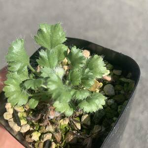 14 Pelargonium caroli-henrici ペラルゴニウム カロリヘンリキ国内実生 花芽あり（多肉植物 観葉植物 塊根植物 コーデックス ）