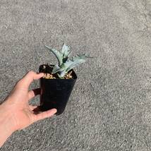 Agave sobria ssp. frailensis アガベ ソブリア フライアレンシス（多肉植物 観葉植物）_画像9