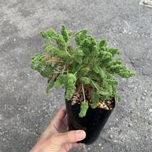 02 Pelargonium hirtum ペラルゴニウム ヒルツム実生（多肉植物 観葉植物 塊根植物 コーデックス ）_画像5