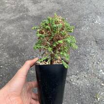 Pelargonium alternans RSA. Cape Province Nr.14899 エキゾチカ苗より自家受粉実生苗（多肉植物 観葉植物 塊根植物 コーデックス ）_画像3