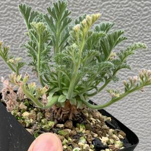 Pelargonium appendiculatum ペラルゴニウム アッペンディクラツム 実生（多肉植物 観葉植物 塊根植物 コーデックス ）
