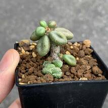 Tylecodon aridimontanus チレコドン アリディモンタナス 国内実生3年（多肉植物 観葉植物 塊根植物 コーデックス ）_画像5