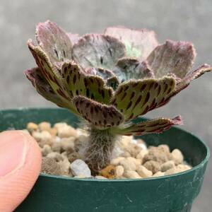 Aeonium smithii Araya, Tenerife アエオニウム スミシー実生（多肉植物 観葉植物 ）