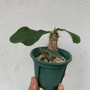 Euphorbia iharanae ユーフォルビア イハラナエ 挿し木（多肉植物 観葉植物 塊根植物 コーデックス ）