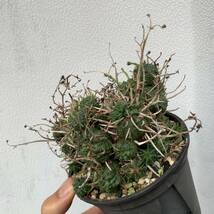 03 Euphorbia valida ユーフォルビア バリダ 仔吹きタイプ（多肉植物 観葉植物 塊根植物 コーデックス ）_画像7