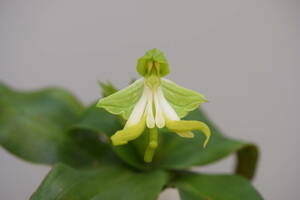 洋蘭 最終出品 原種・ボナテア・スぺシオサ②【Bonatea speciosa】大きな球根群：一塊　山野草 地生ラン 球根ラン 野生ラン 洋ラン　