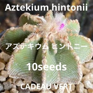 アズテキウム ヒントニー☆Aztekium hintonii種子10粒＋1粒☆