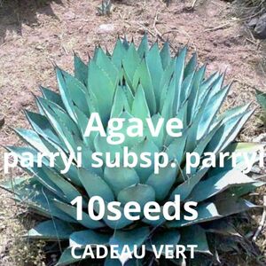 Agave parryi ssp. parryi☆アガベ パリー種子10粒＋1粒☆