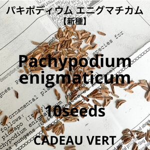パキポディウム エニグマチカム★ Enigmaticum10粒＋1粒　グラキリス☆