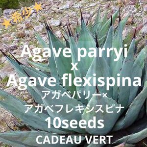 Agave parryi x flexispinaパリーフレキシスピナ種子10粒+1粒☆