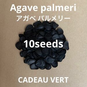 アガベ パルメリー☆Agave palmeri種子10粒プラス1粒☆