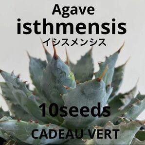 Agave isthmensis★アガベイシスメンシス種子10粒＋1粒希少高人気☆