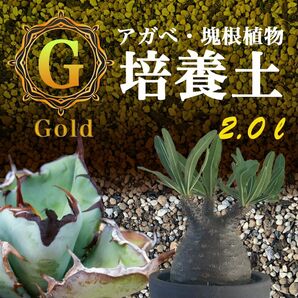 オリジナル培養土Gold 2㍑（アガベ・パキポディウム・サボテン多肉植物の土 ）