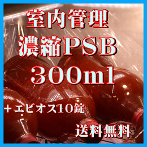 ★送料無料★ 室内管理濃縮培養PSB300ml＋エビオス10錠 光合成細菌 水質調整、バクテリア、めだか・金魚・熱帯魚などに最適。の画像1