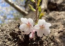 桜　ソメイヨシノ　挿し穂　12本　■送料無料　ゆうパケット/sakura さくら　庭木　植木　染井吉野　挿し木　特急発送 antique 庭木_画像4