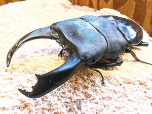 《後食済》テイオウオオヒラタ　♂単　カタンドゥアネス島産