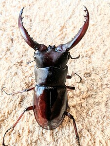 《後食済》フォルスターニシ　♂単　チベット産