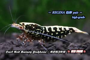 【RED FARM】 特選 ★ Dark Red Galaxy Fishbone ： REGINA pair ★ 抱卵個体含 ★