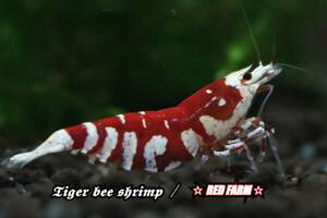 【RED FARM】 特選 ★ Tiger bee shrimp / 太極 toio (抱卵個体含）★ assort No,1 ★