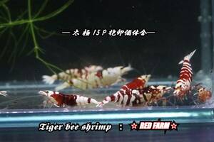【RED FARM】 特選 ★ Tiger bee shrimp ： 太極 15P ★ 抱卵個体含 ★
