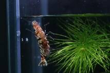 【RED FARM】 特選 ★ Tiger bee shrimp ： 太極 15P ★ 抱卵個体含 ★_画像2