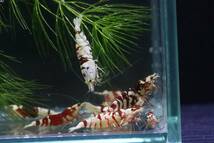 【RED FARM】 特選 ★ Tiger bee shrimp ： 太極 15P ★ 抱卵個体含 ★_画像3