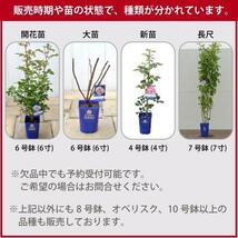 送料無料　夜来香　新苗4号鉢予約　　鉢植え バラ 薔薇 河本バラ園 ローズ_画像3