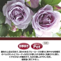 送料無料　夜来香　新苗4号鉢予約　　鉢植え バラ 薔薇 河本バラ園 ローズ_画像2