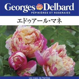 送料無料　エドゥアール マネ6号鉢　春開花株予約　　鉢植え バラ 薔薇 デルバール 大苗 フレンチローズ 開花苗