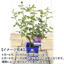 送料無料　ポール セザンヌ6号鉢　春開花株予約　　鉢植え バラ 薔薇 デルバール 大苗 フレンチローズ 開花苗_画像3