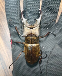 新成虫　宮崎県北部山岳産 ミヤマクワガタ ペア♂73.7mm　 ♀46.1mm 【WF1】