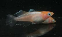 【桜虹めだか】極上種親.ハイビスカスメダカの稚魚6匹(補償1匹含む)大きさ約7mm〜1cm(完全無選別)_画像2