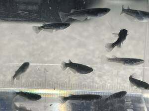 【桜虹めだか】.センチュリーメダカ.幼魚〜若魚10匹(補償2匹含む)大きさ約1.5cm〜2cm完全無選別(極上種親☆無限めだか様から購入)